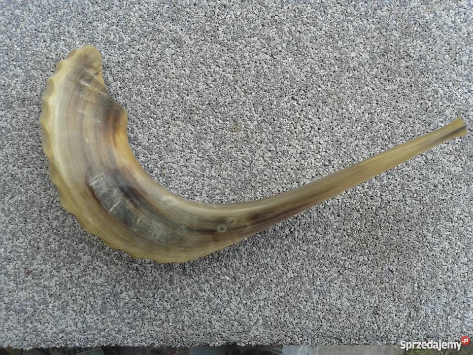 Szofar róg Ram Pozostałe Skierbieszów sprzedam