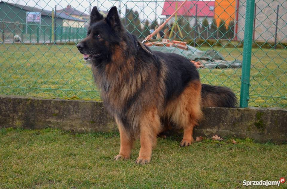Owczarek niemiecki długowłosy szczeniaki okazja podkarpackie Tarnobrzeg