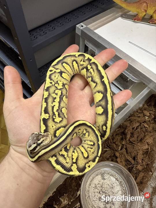 Pyton Królewski wąż gady terrarium
