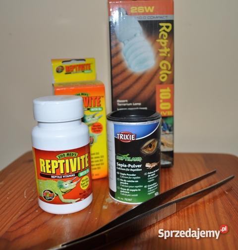 AGAMA BRODATA Z TERARIUM