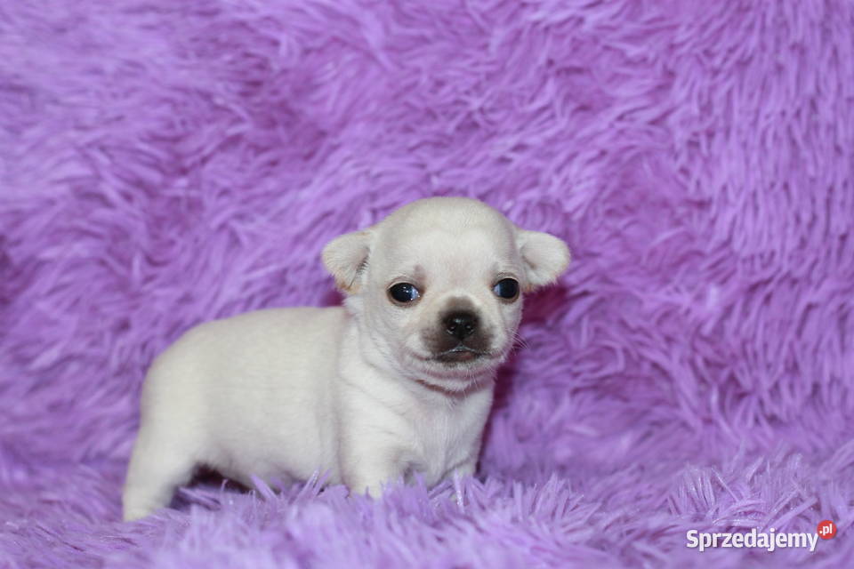 Chihuahua samiec ZKwP FCI zachodniopomorskie