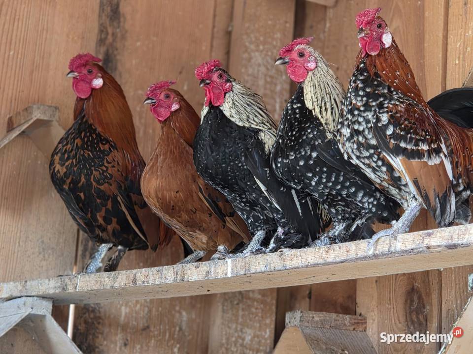 Sprzedam karzełki łapciate