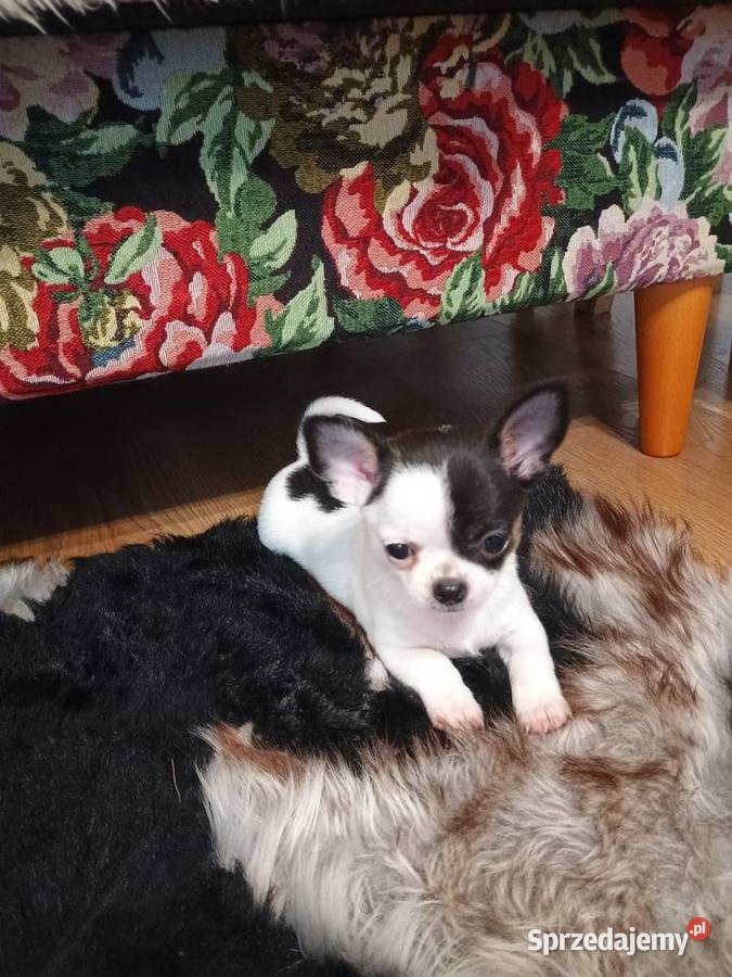 Chihuahua piękny malutki xxs EFEKT PIRAT czip