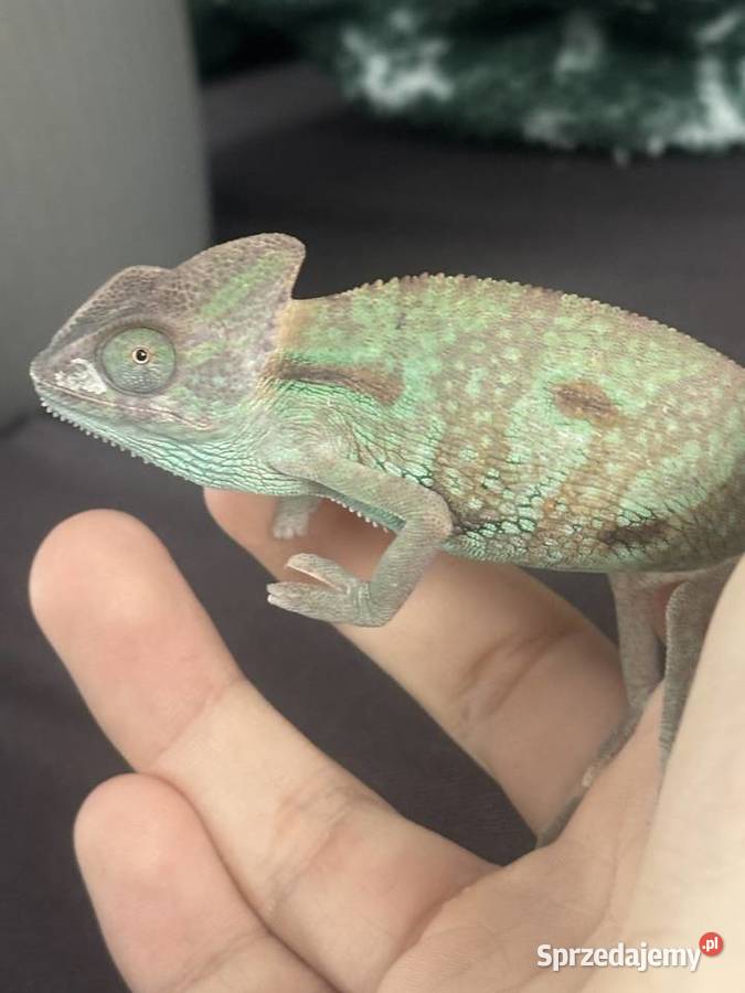 kameleon jemeński z terrarium i wsyztsko co Pozostałe lubelskie Zamość sprzedam