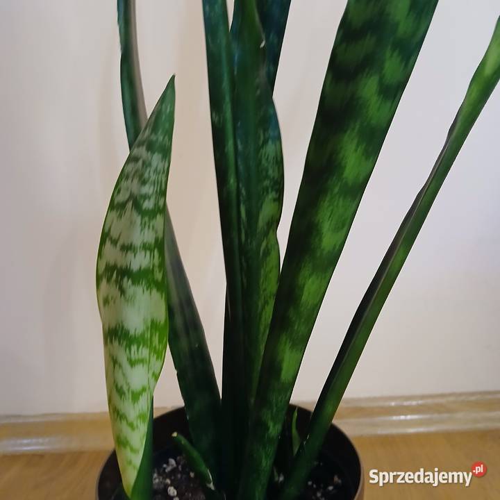 Wężownica Sansewiera wysoka 100 Dom i Ogród