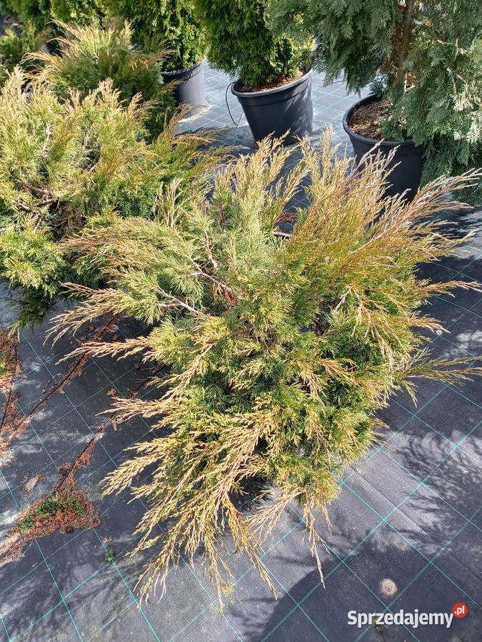Piękne duże jałowce Dom i Ogród