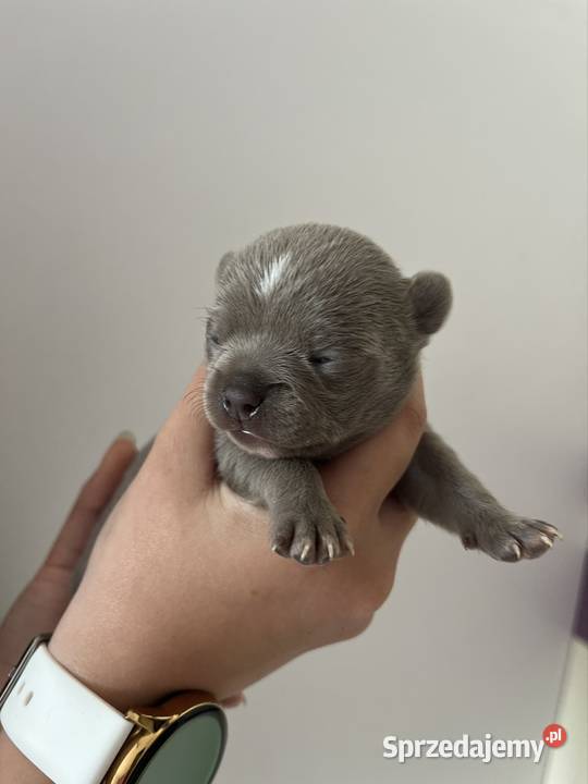 Chihuahua szczeniaki Piasek sprzedam