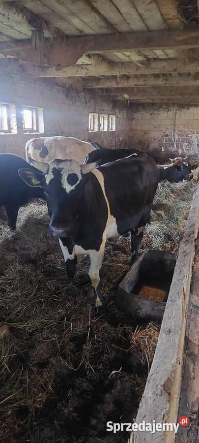 Byki Kalinówka Królewska sprzedam