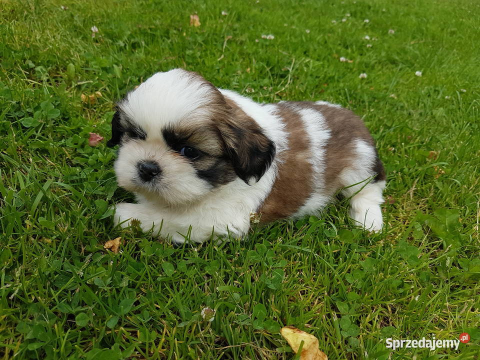 Shih tzu 3 suczki 1 pies Busko-Zdrój