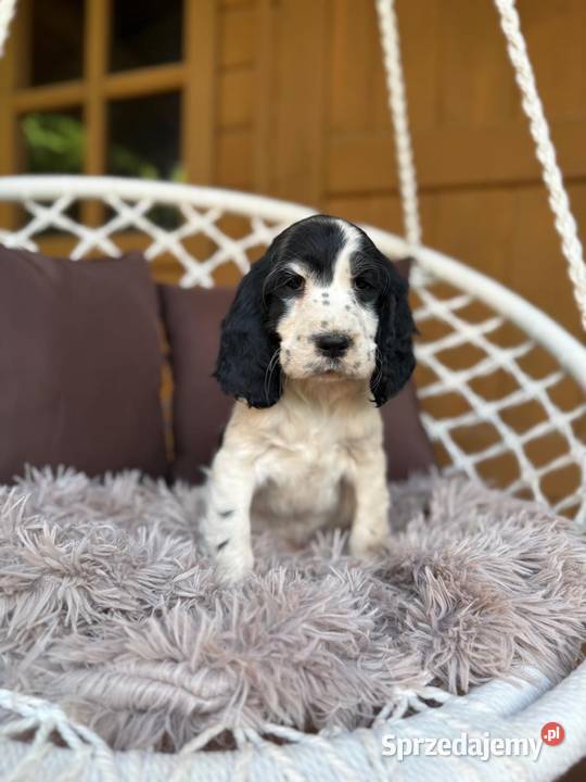 Piękny piesek Cocker Spaniel Angielski z Cocker Spaniel