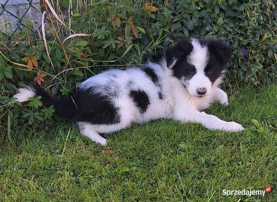 Border collie piesek do odbioru Jabłonka