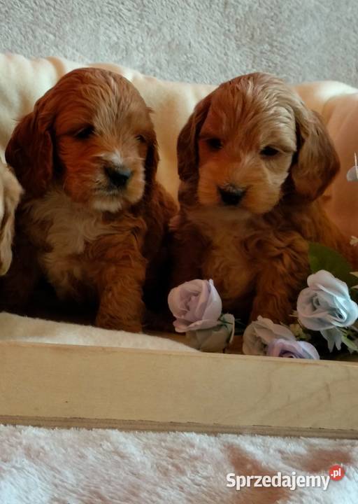 Cockapoo F1 pieski Spaniel Pudel kujawsko-pomorskie Toruń