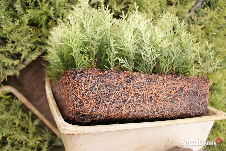 Tuja Smaragd 1216 sadzonka goły korzeń Wawrzeńczyce