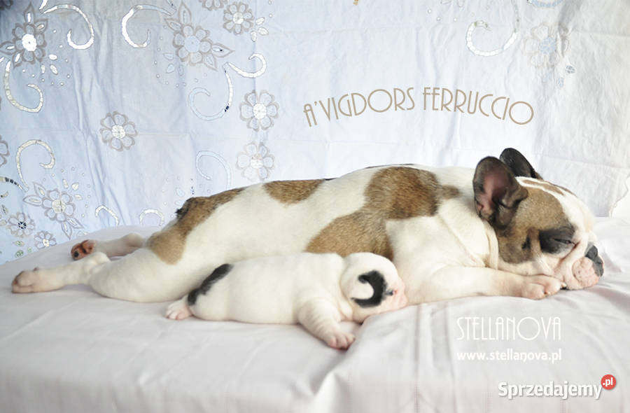 Buldog francuski szczenięta hod Stellanova FCI Buldog Warszawa sprzedam