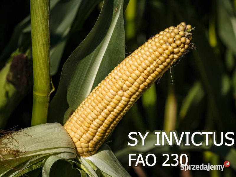 Nasiona kukurydza SY Invictus FAO 230240 na Pasłęk sprzedam