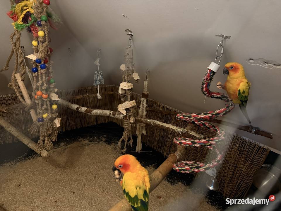 Papugi Konury Słoneczne para samiec samica Brodnica sprzedam
