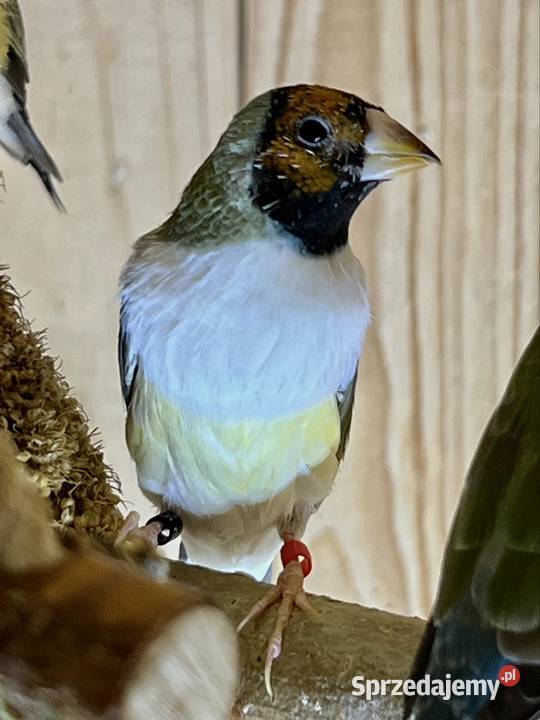 Amadyna wspaniała samiczka 2025r Ruda Śląska