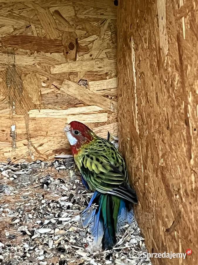 Samiec rozelle białolica mazowieckie Chomentów-Puszcz