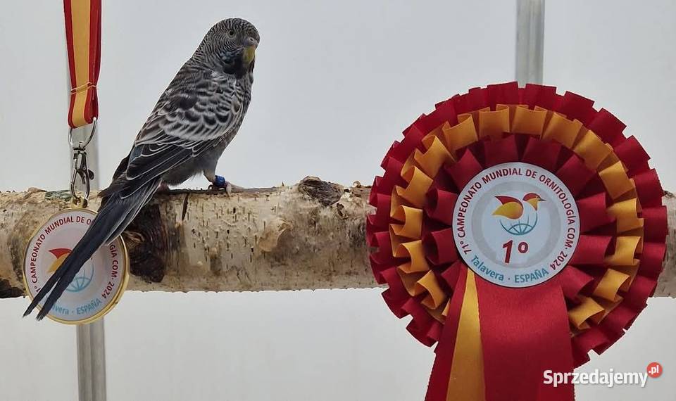 papużka falista blackface łatwo się oswaja może Wrocław