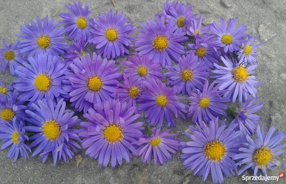 Aster krzaczasty Marcinek Michałek sadzonki Bidziny
