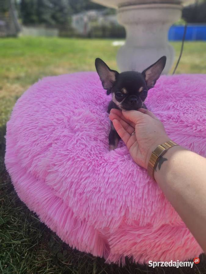Mini dziewczynka chihuahua 11 tyg dolnośląskie