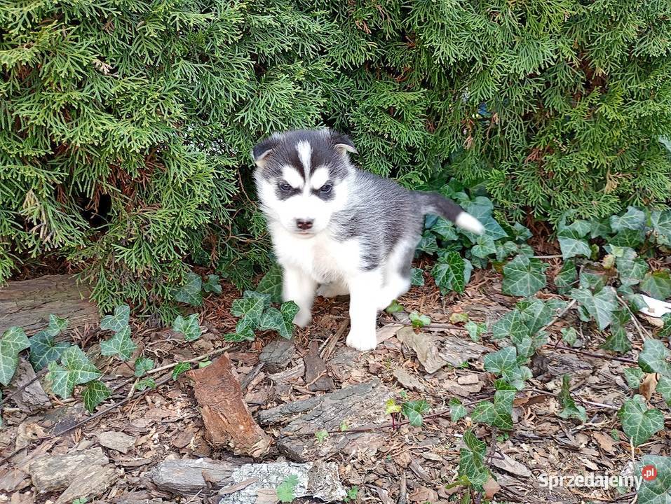 Siberian husky boy Racibórz
