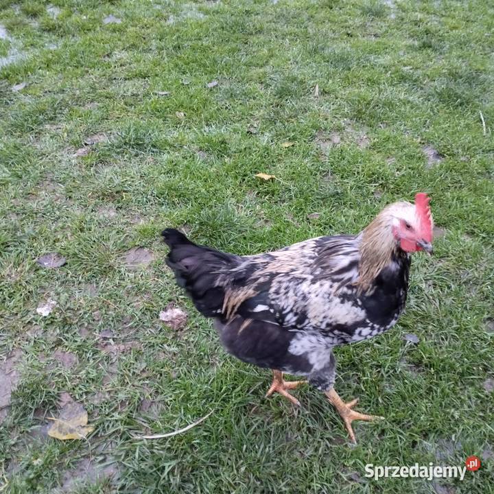 Sprzedam młodego kogutka sprzedam