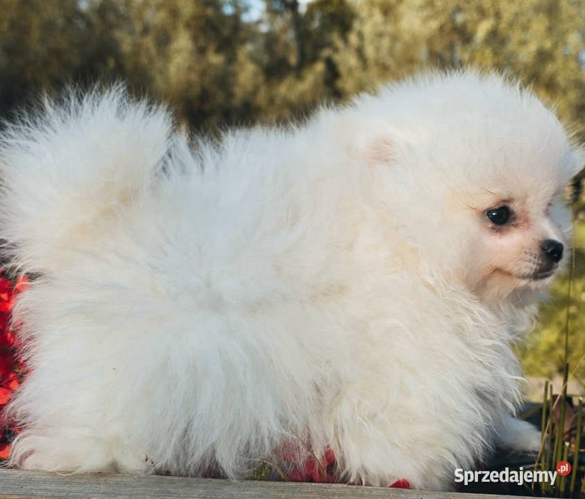 Szpic miniaturowy Pomeranian Rzeszów
