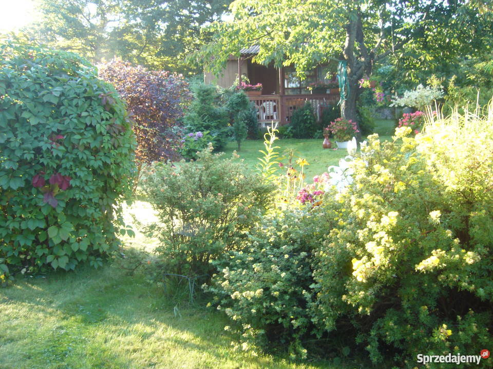 SPRZEDAM DZIAŁKĘ ROD GDAŃSK OWCZARNIA 66zł/m2 Gdańsk