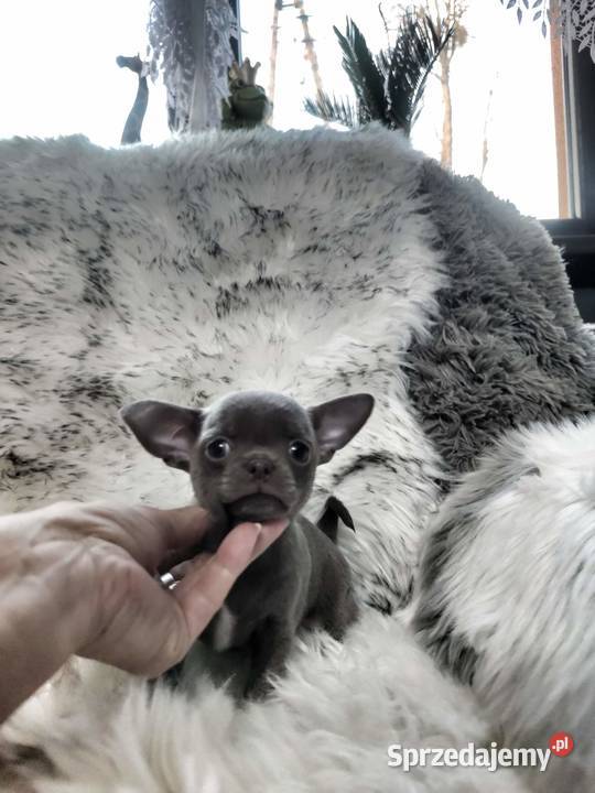 Chłopcy chihuahua gotowi do odbioru piękne Ciszkowo