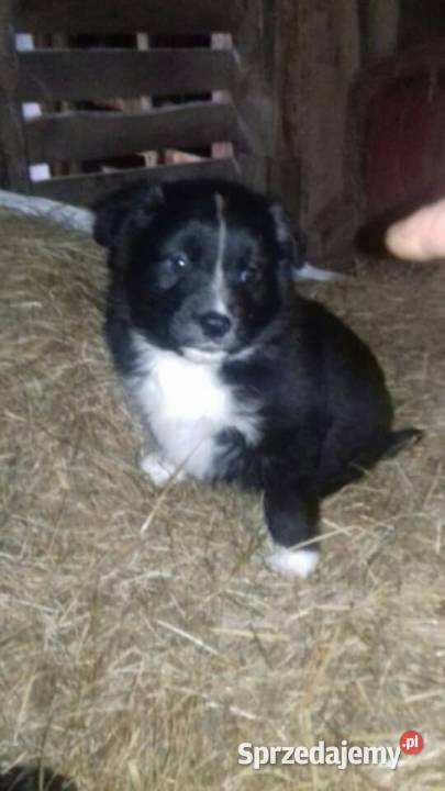 Male pieski szukaja domu Nowy Targ