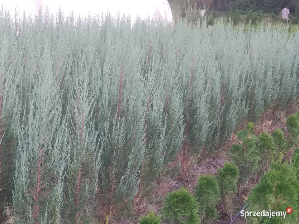 Jałowiec skalny Blue Arrow 110120 juta Wawrzeńczyce sprzedam