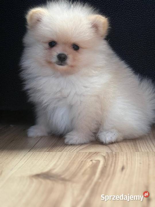 Szpic miniaturowy pomeranian świętokrzyskie Łukowa