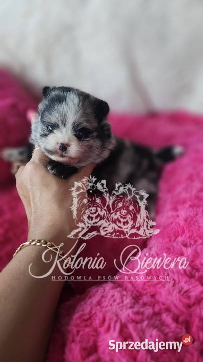 Szpic MiniaturowyPomeranian sunia Blue Merle Sędziejowice