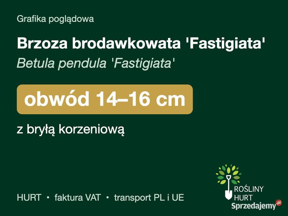 Brzoza brodawkowata Fastigiata obwód 1416 z wielkopolskie