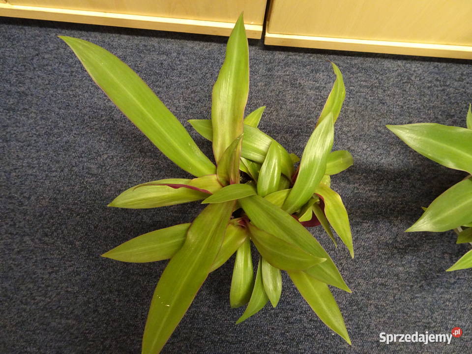 reo meksykańskie mazowieckie