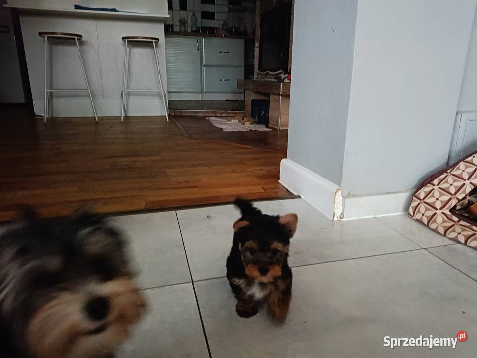 Yorki Terriery Biwerki tricolor Zator