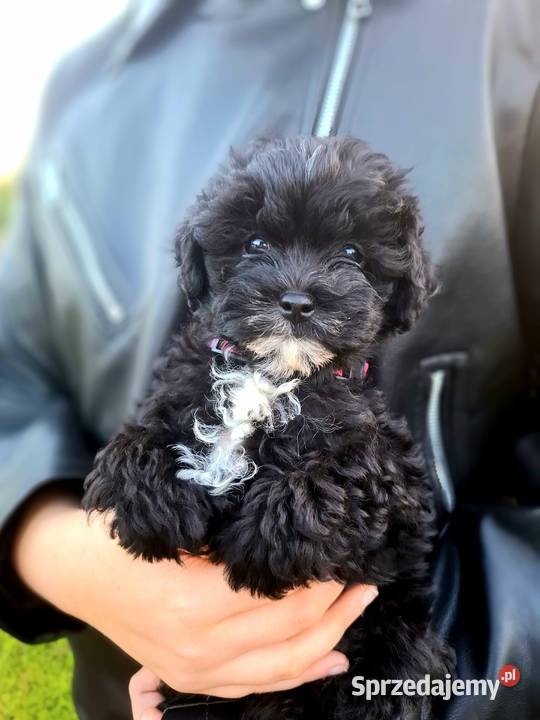 Shihpoo szczenięta mix pudel i shih tzu Maków Mazowiecki sprzedam