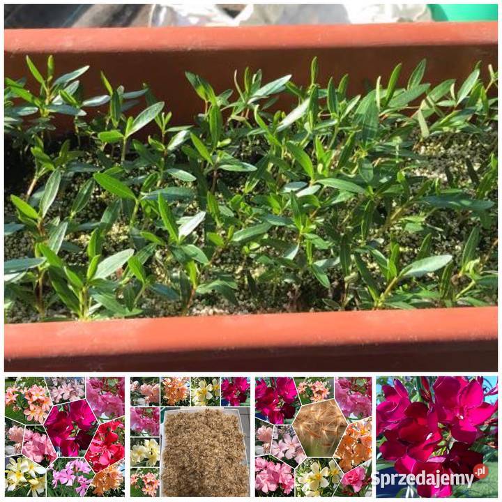 Oleander o pełnych pachnących kwiatach Luteum