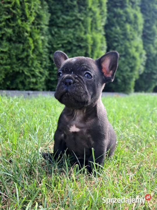 Buldog francuski gotowy do odbioru
