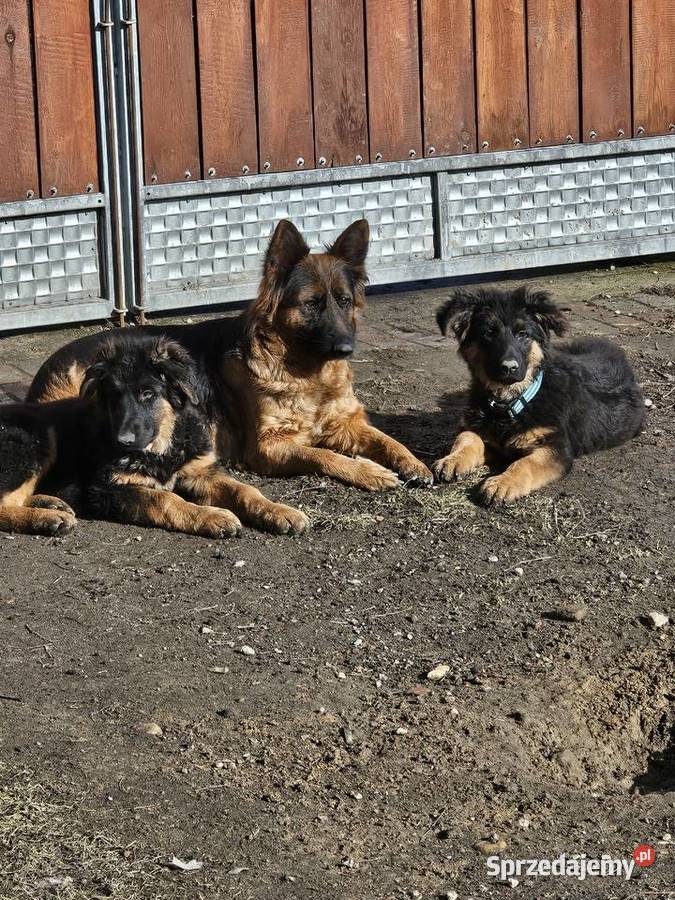 Szczeniaczki Rasy Owczarek Niemiecki długowłosy Owczarek Niemodlin