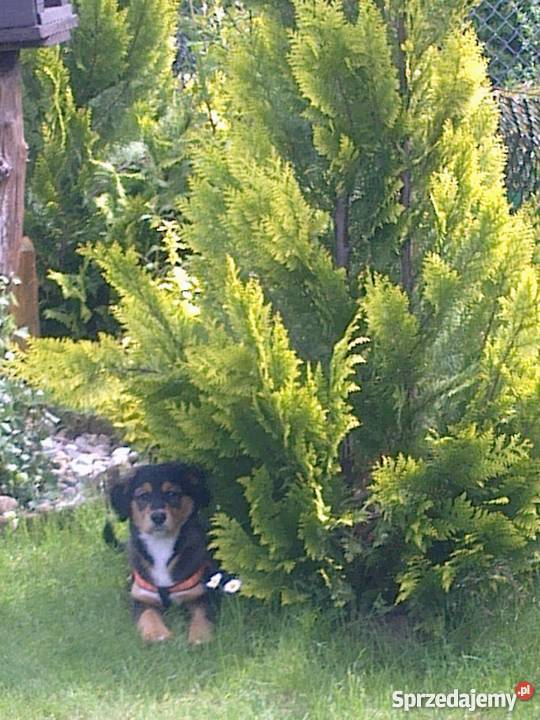 Sprzedam altanę na działce Bajecznej prąd zachodniopomorskie Szczecin