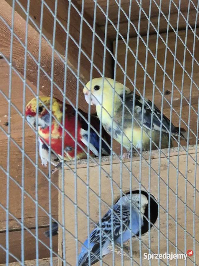 Papugi likwidacja hodowli papug Darzlubie