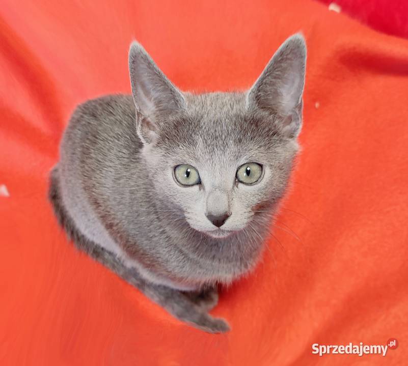 Kocięta rosyjskie niebieskie Toruń