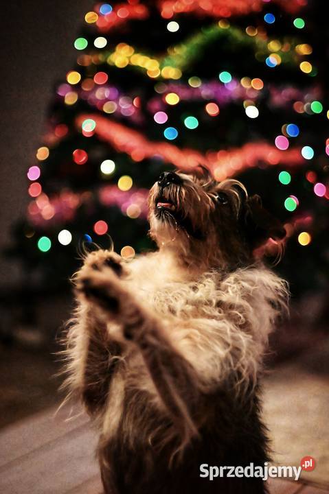 Świąteczne sesje zdjęciowe Fotograf Poznań wielkopolskie