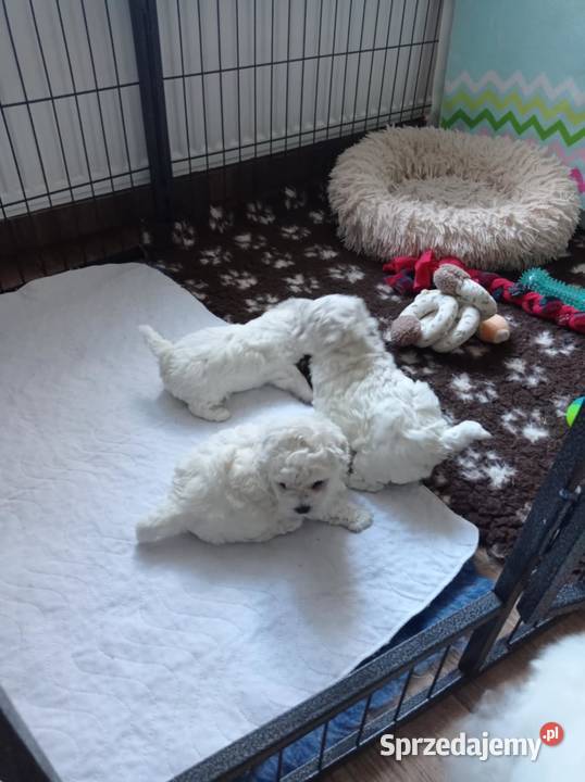 Szczenię Bichon Frise Bielkówko