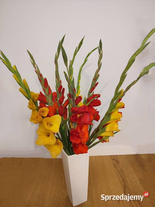 Mieczyk Gladiolus kwiat cięty sprzedam