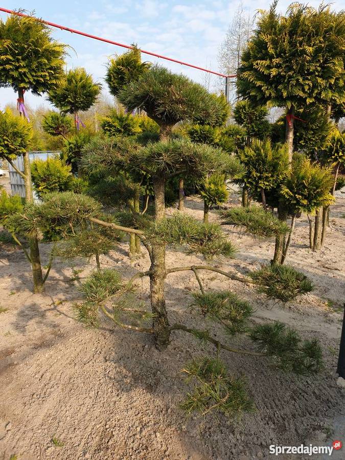 BONSAI z Sosny Czarnej HIT Rydzyny