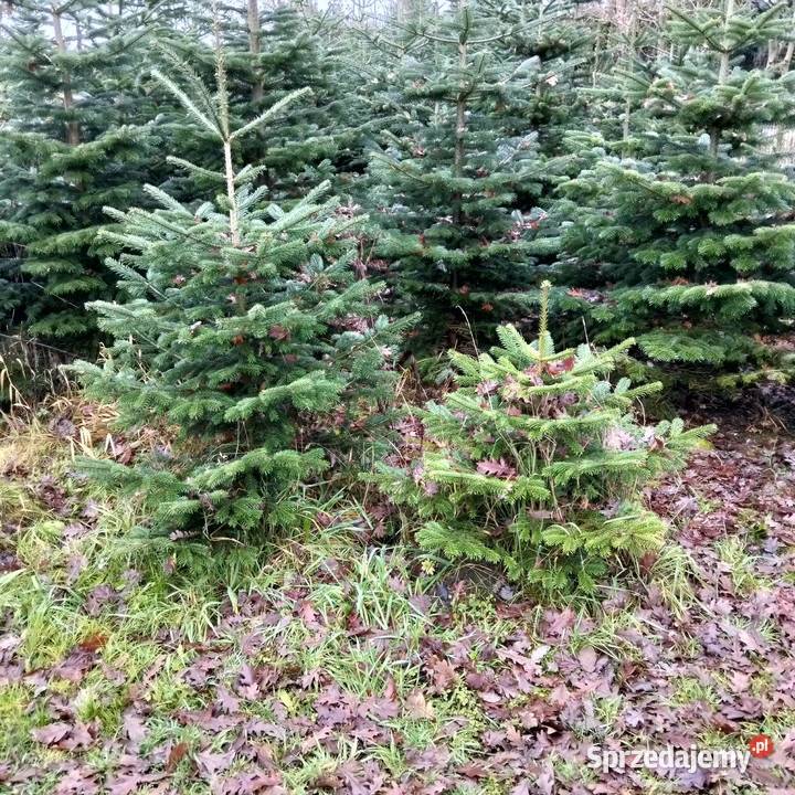 Choinka jodła kaukaska Iglaste Rzęsna sprzedam