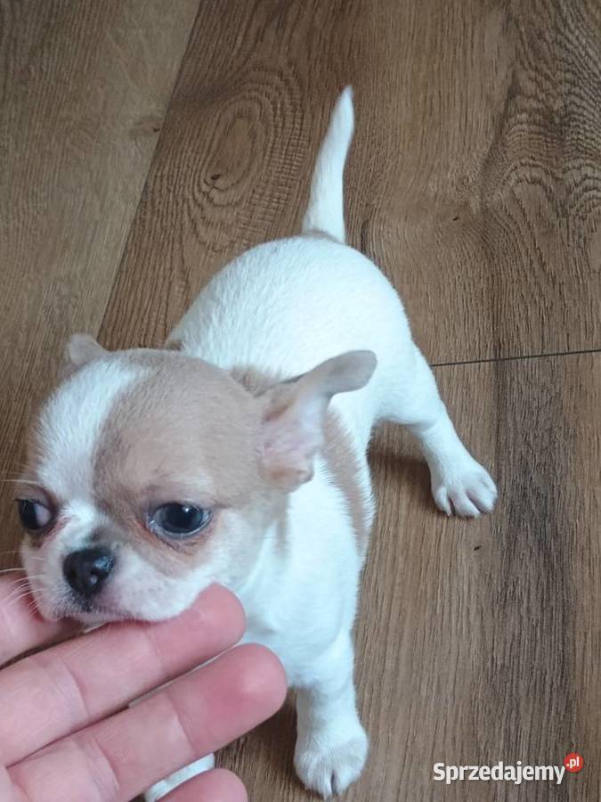 Chihuahua chłopczyk Bursztyn chip rodowód Kleszczów sprzedam